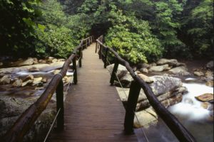 footbridge, And, Rhododendrons, Great, Smoky, Mountains, National, Park, Tennessee