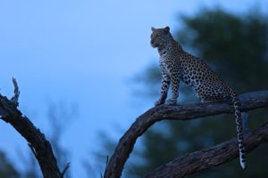 africa, Night, Tree, Leopard, Predator, Nature