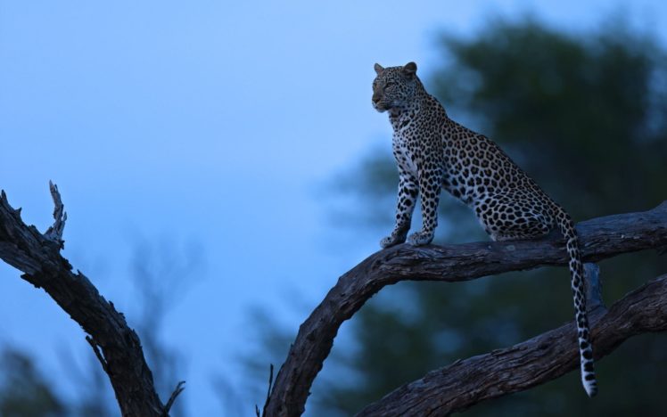 africa, Night, Tree, Leopard, Predator, Nature HD Wallpaper Desktop Background