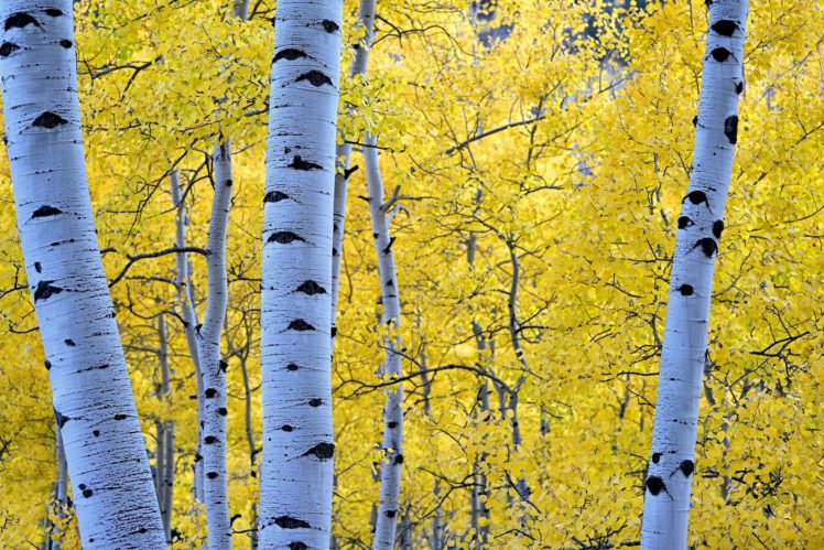 autumn, Seasons, Trunk, Tree, Branches, Foliage, Birch, Nature, Forest HD Wallpaper Desktop Background