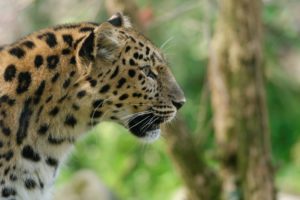 big, Cats, Leopard, Closeup, Animals