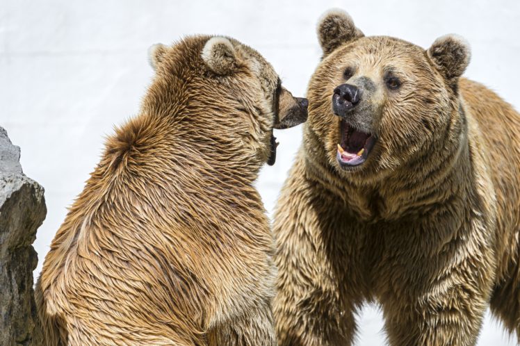 bears, Brown, Two, Roar, Animals, Bear HD Wallpaper Desktop Background