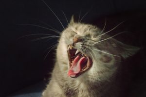 cat, Yawn