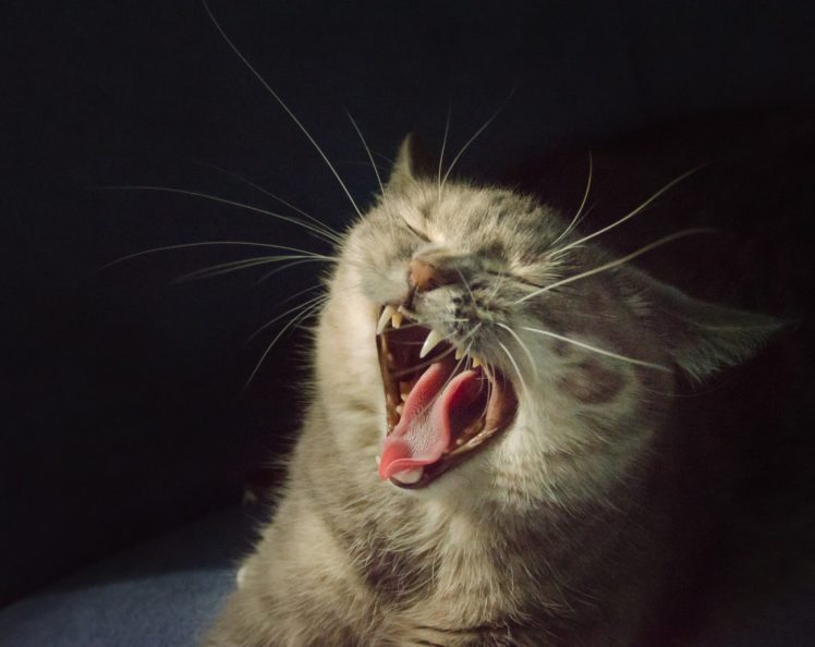 cat, Yawn HD Wallpaper Desktop Background