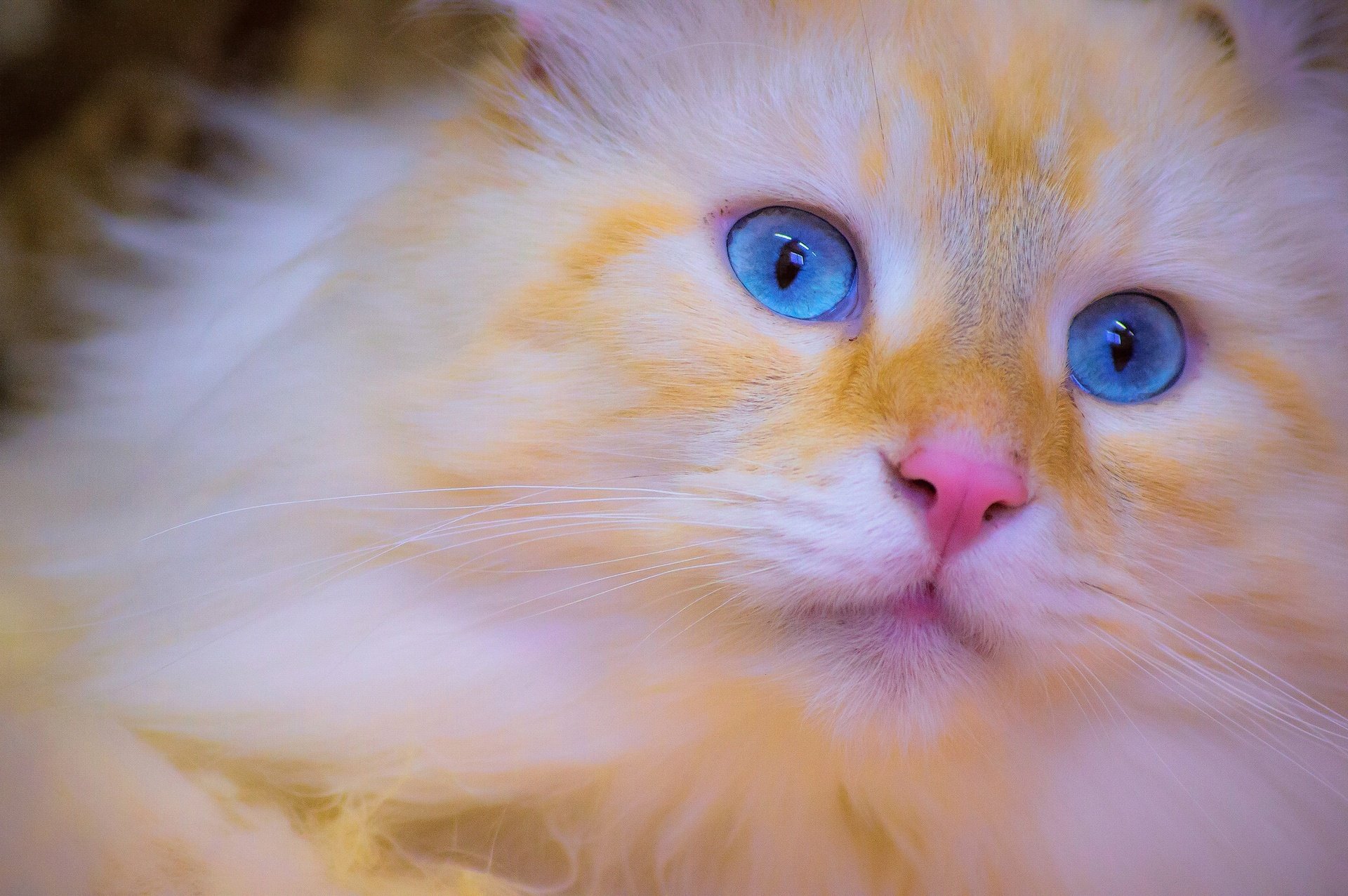 cats, Closeup, Eyes, Glance, Fluffy, Snout, Animals Wallpaper