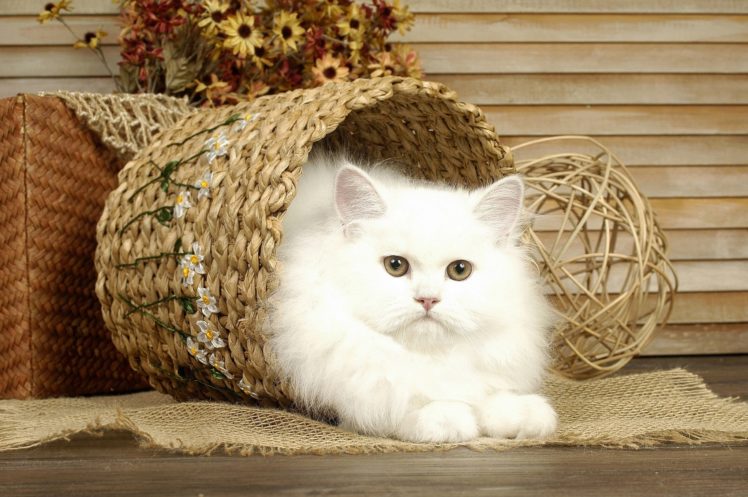 cat, White, Basket HD Wallpaper Desktop Background