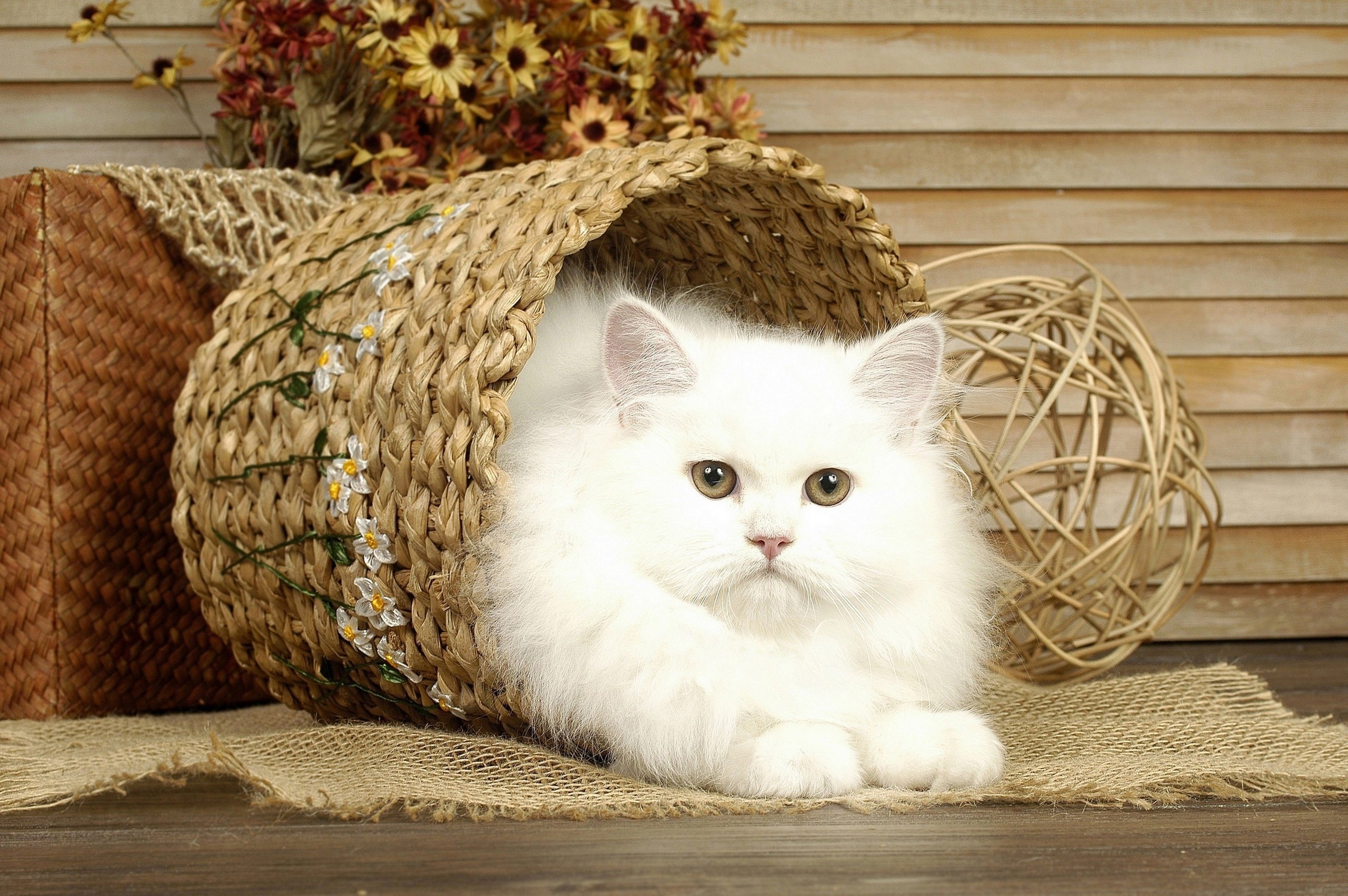 cat, White, Basket Wallpaper