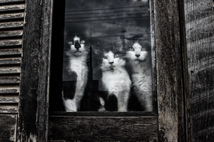 cats, Three, 3, Window, Glass, Animals HD Wallpaper Desktop Background