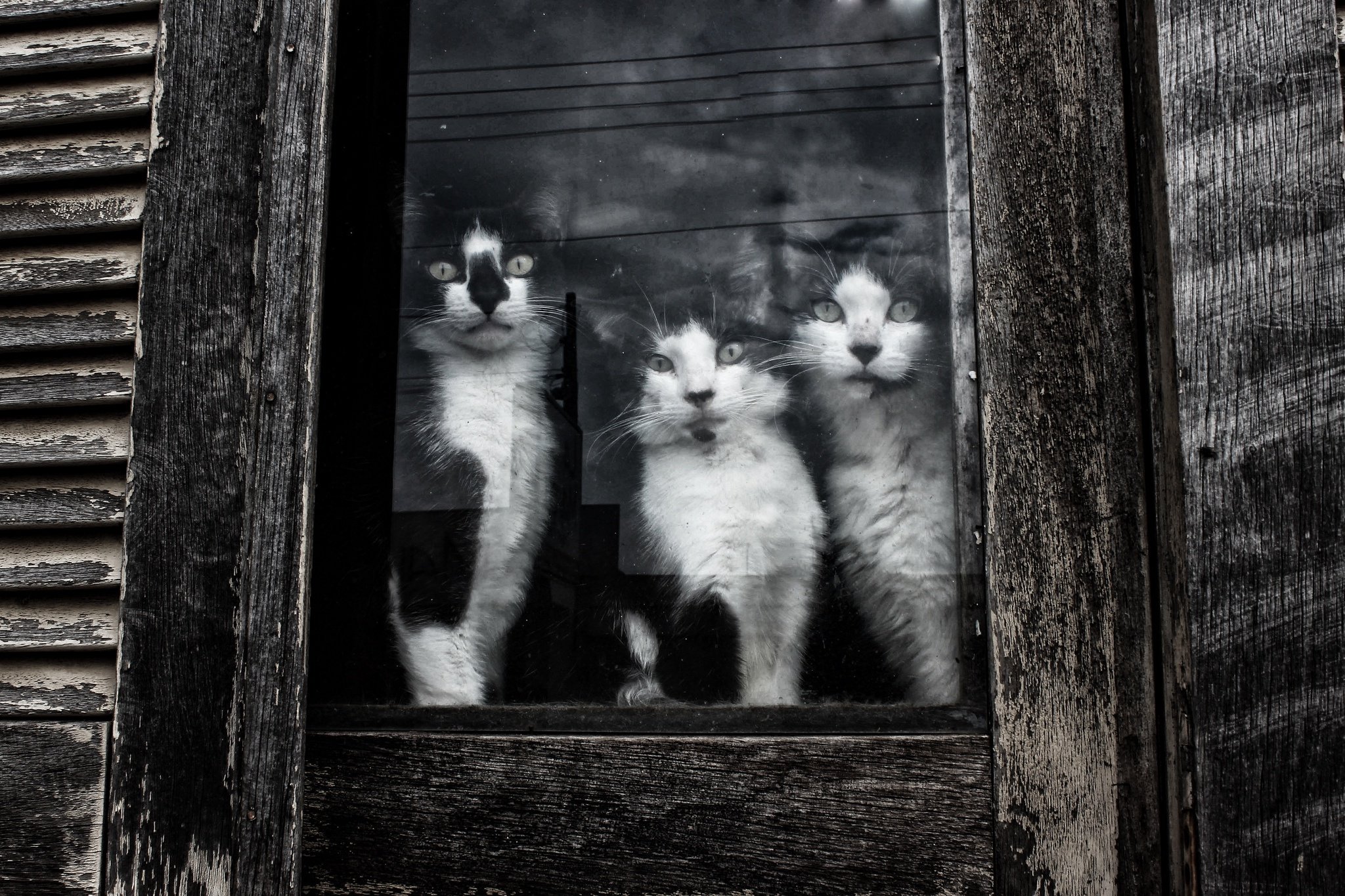 cats, Three, 3, Window, Glass, Animals Wallpaper