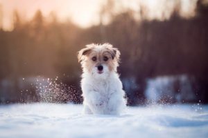 dog, Running, Snow, Animals, Winter