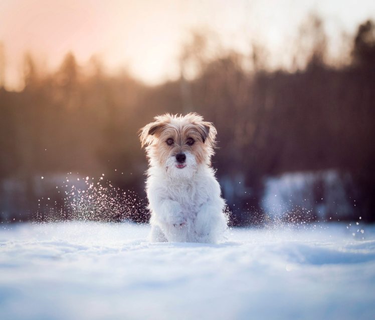 dog, Running, Snow, Animals, Winter HD Wallpaper Desktop Background