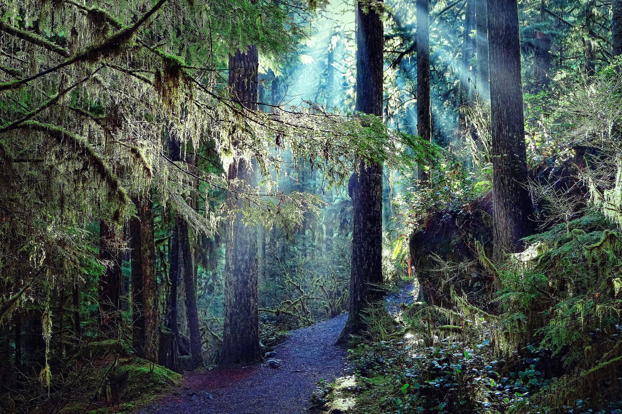 forest, Trees, Trail, Nature Wallpaper