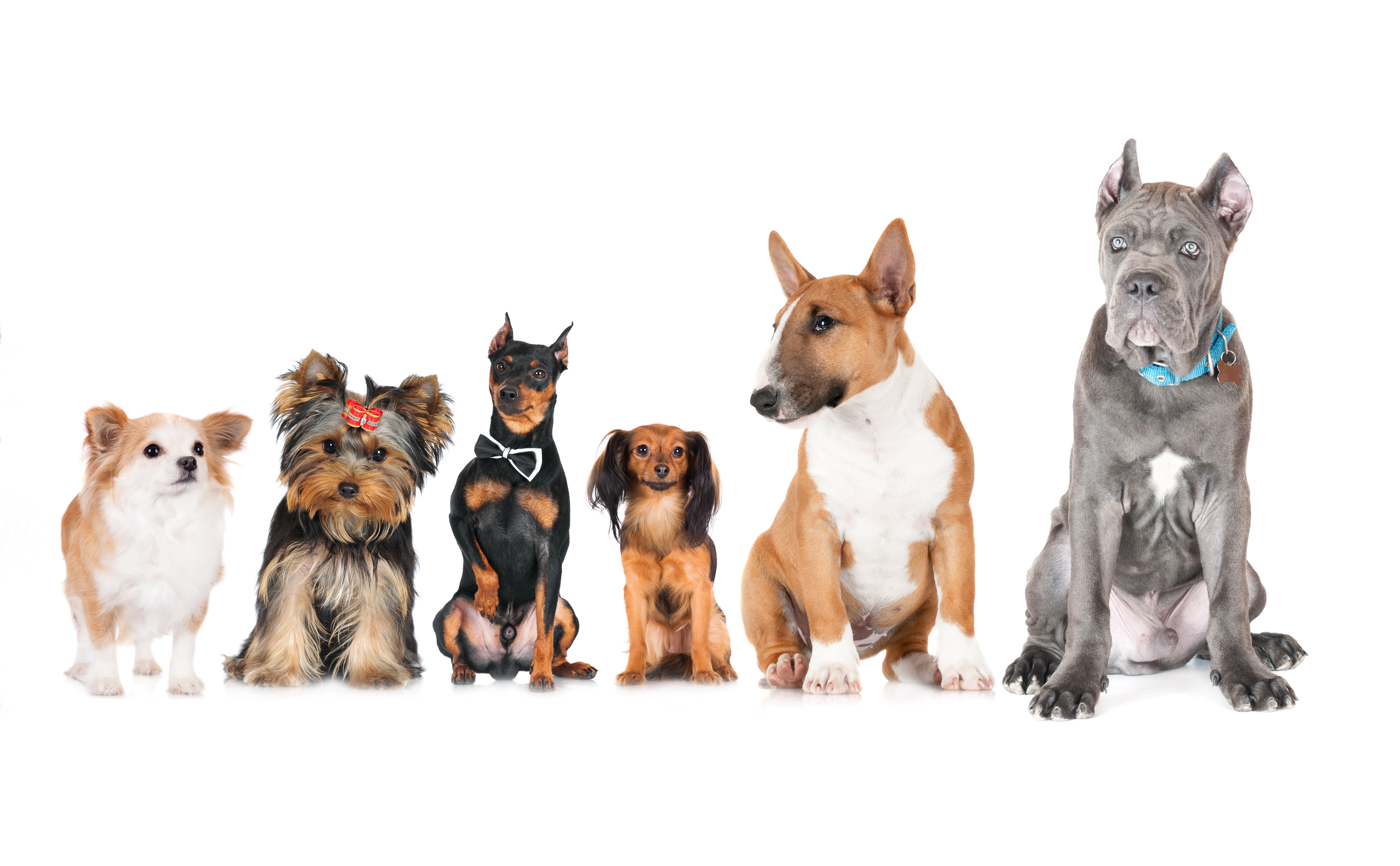 dogs, Cats, Russkiy, Toy, Doberman, Chihuahua, Bull, Terrier, Yorkshire Wallpaper