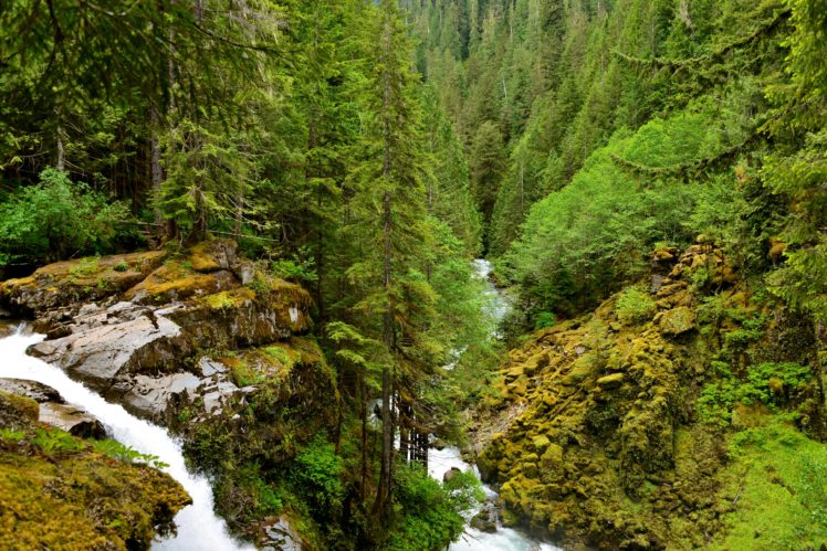 forest, Waterfall, Fir, Nature HD Wallpaper Desktop Background