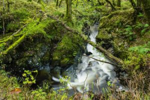 forest, Stream, Trees, Moss, Twigs, Galloway, Scotland