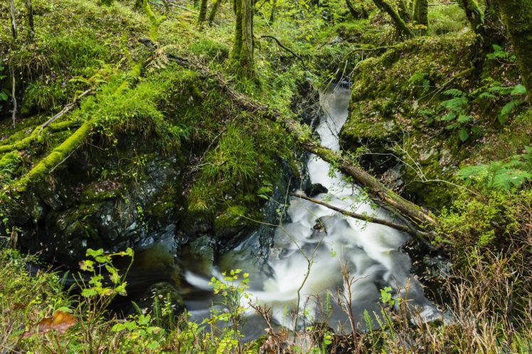 forest, Stream, Trees, Moss, Twigs, Galloway, Scotland HD Wallpaper Desktop Background