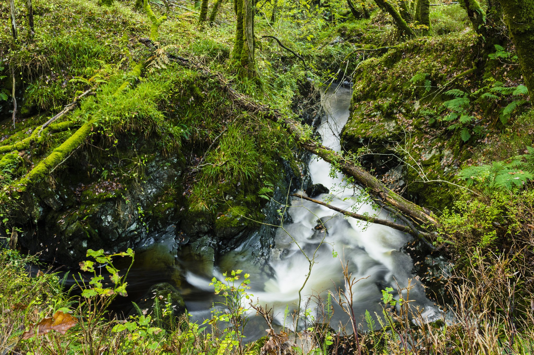 forest, Stream, Trees, Moss, Twigs, Galloway, Scotland Wallpaper