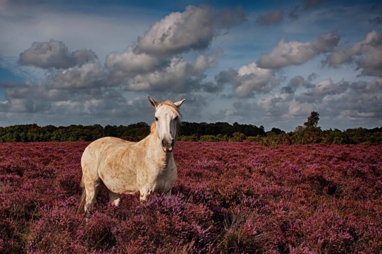horses, Sky, Clouds, Animals, Horse HD Wallpaper Desktop Background