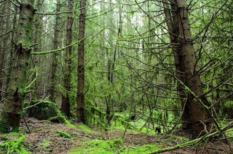 forest, Trees, Moss, Twigs, Galloway, Scotland HD Wallpaper Desktop Background