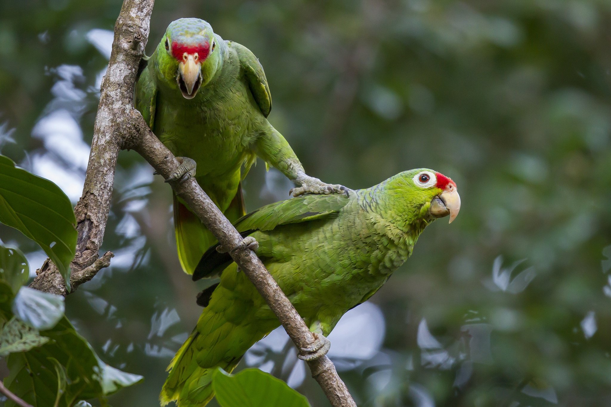 parrot, Birds, Two, Branches, Beak, Animals Wallpapers HD / Desktop and