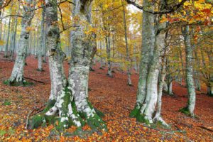 seasons, Autumn, Trees, Foliage, Nature, Forest