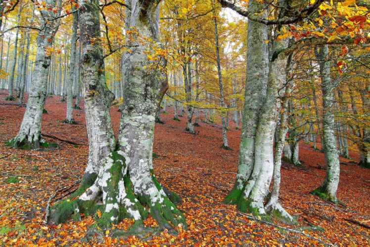 seasons, Autumn, Trees, Foliage, Nature, Forest HD Wallpaper Desktop Background