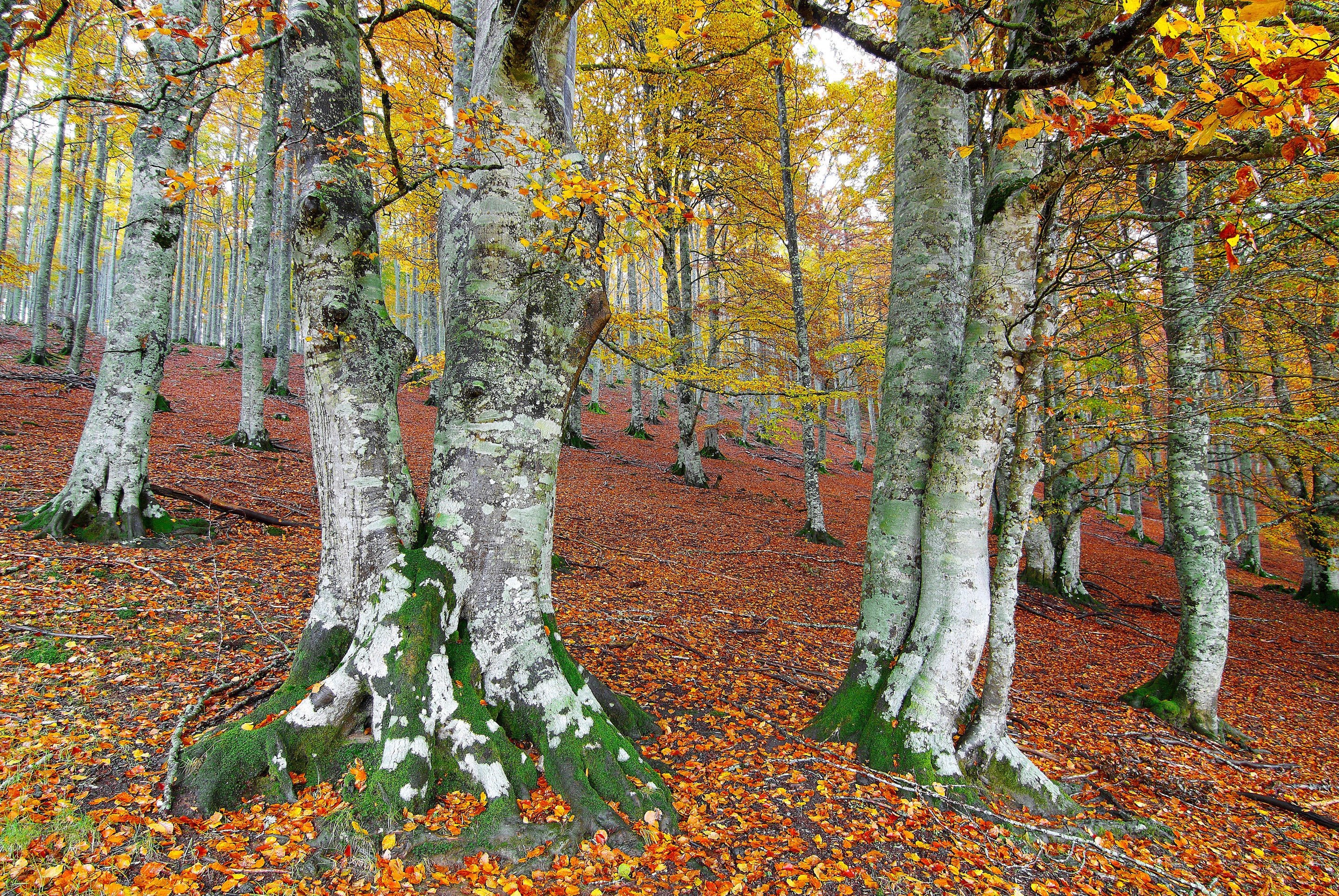 seasons, Autumn, Trees, Foliage, Nature, Forest Wallpaper