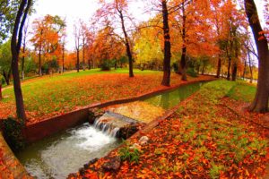 seasons, Autumn, Trees, Foliage, Nature