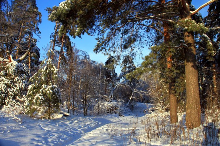 seasons, Winter, Forest, Snow, Nature HD Wallpaper Desktop Background