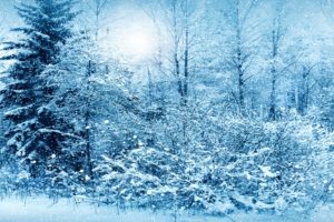 seasons, Winter, Fir, Snow, Nature, Snowing, Flakes, Drops