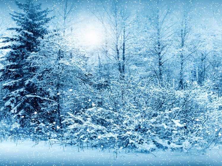seasons, Winter, Fir, Snow, Nature, Snowing, Flakes, Drops HD Wallpaper Desktop Background