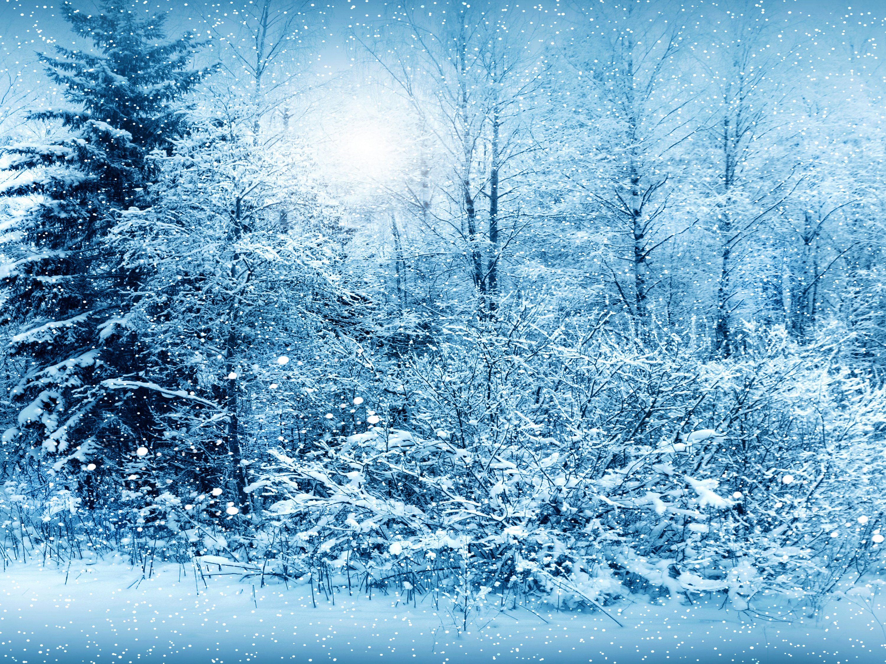 seasons, Winter, Fir, Snow, Nature, Snowing, Flakes, Drops Wallpaper