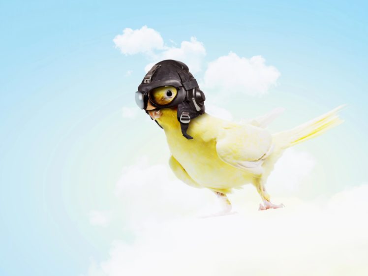 sky, Helmet, Animals, Humor, Parrot, Parakeet HD Wallpaper Desktop Background
