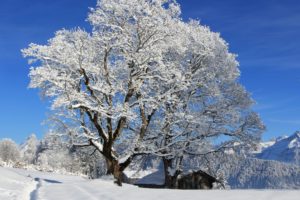 seasons, Winter, Snow, Trees, Nature