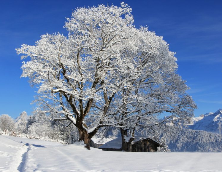 seasons, Winter, Snow, Trees, Nature HD Wallpaper Desktop Background