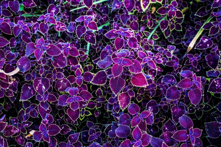 texture, Foliage, Nature, Plants, Purple HD Wallpaper Desktop Background
