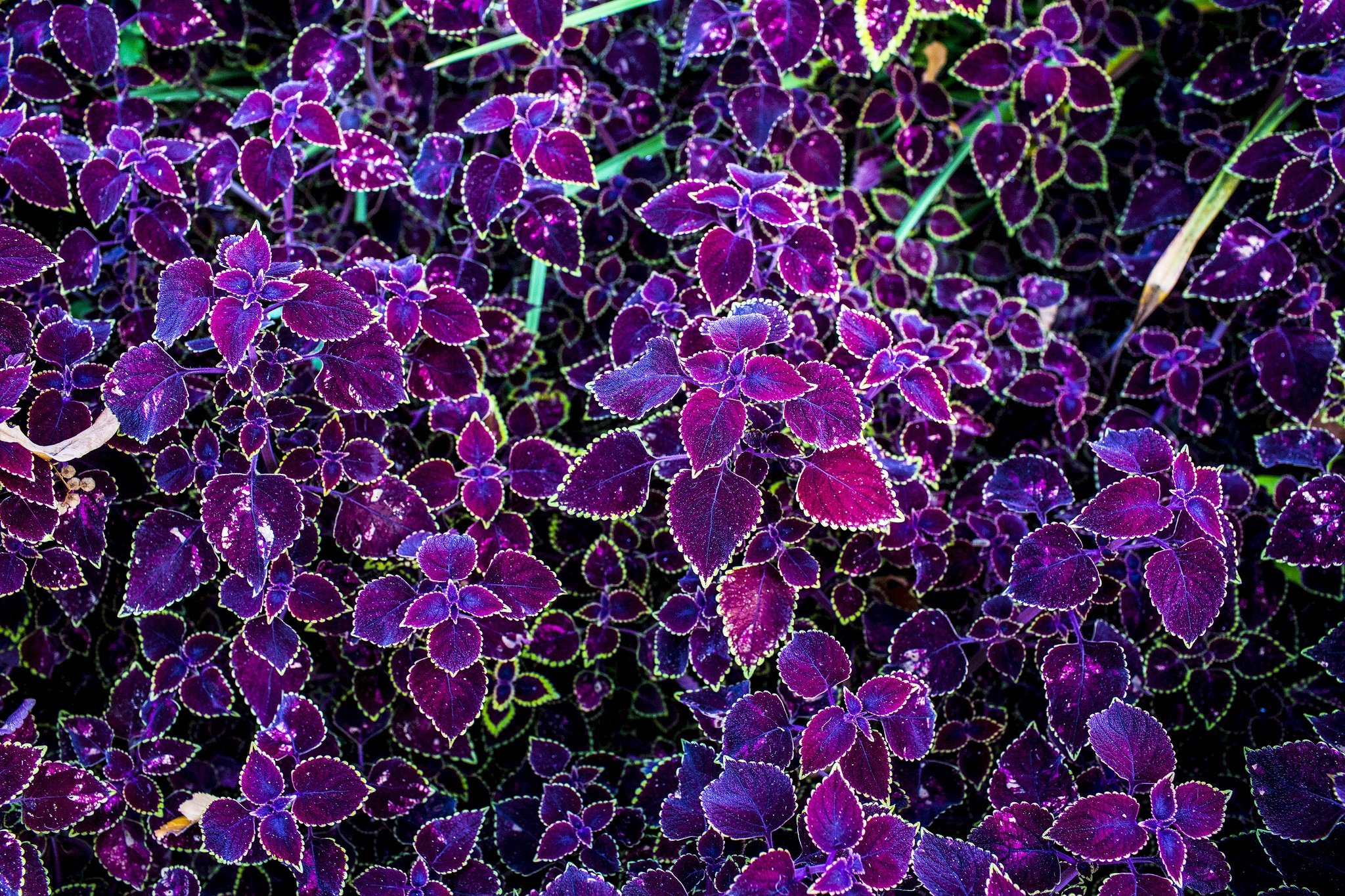 texture, Foliage, Nature, Plants, Purple Wallpaper