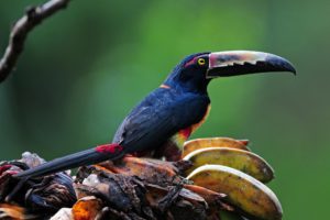 toucan, Birds, Beak, Animals, Parrot