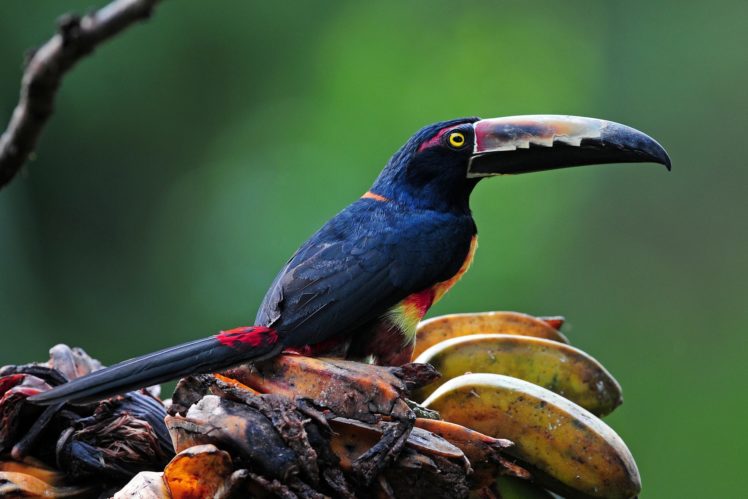 toucan, Birds, Beak, Animals, Parrot HD Wallpaper Desktop Background