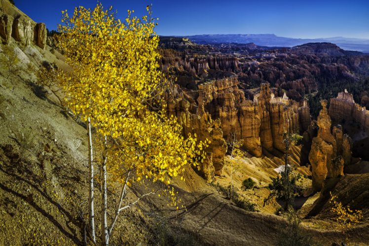 trees, Mountains, Rocks, Usa, Utah, Bryce, Canyon, National, Park HD Wallpaper Desktop Background