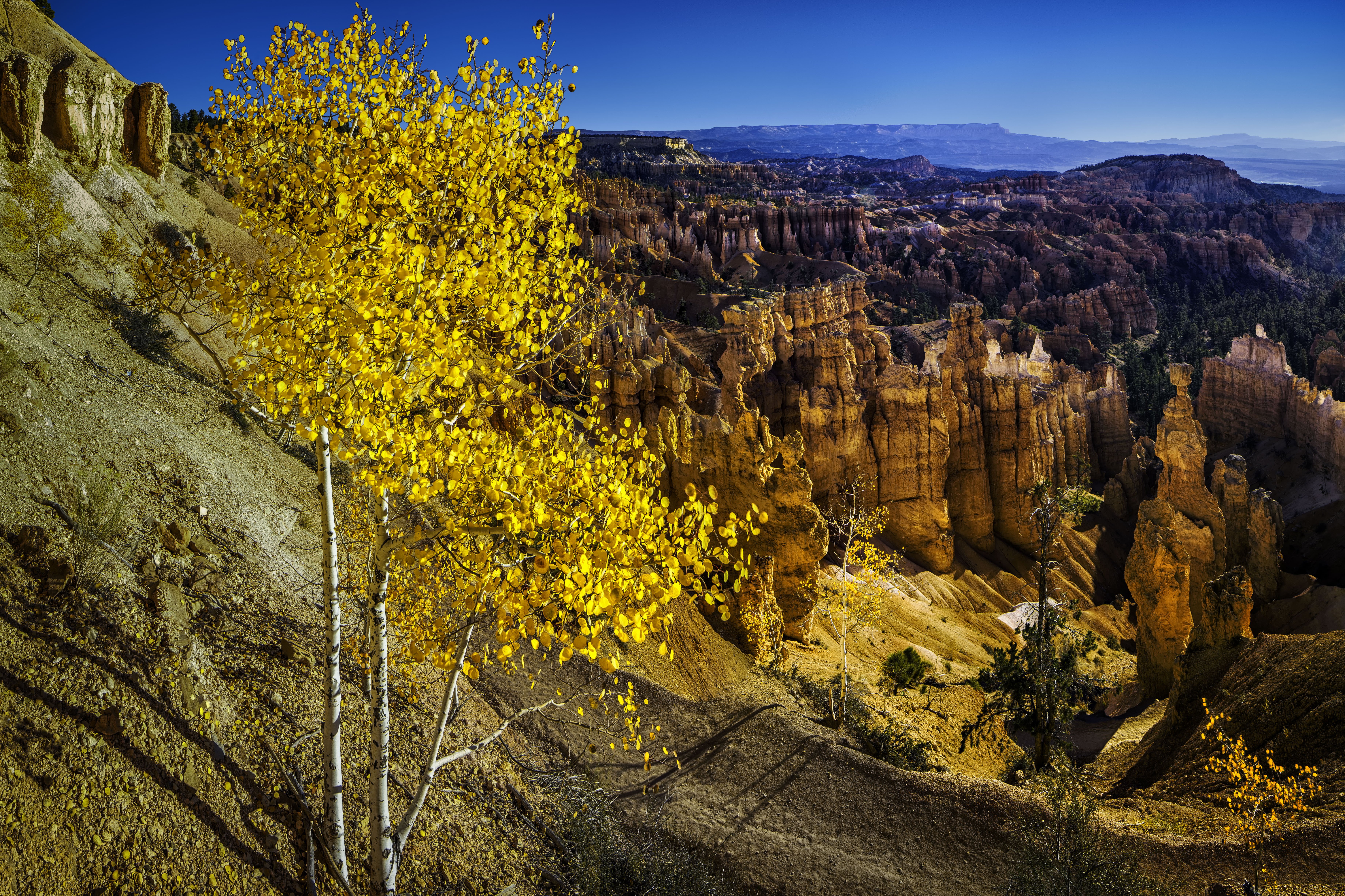 trees, Mountains, Rocks, Usa, Utah, Bryce, Canyon, National, Park Wallpaper
