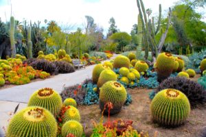 usa, Garden, Cactus, Botanical, Garden, San, Marino, California, Nature