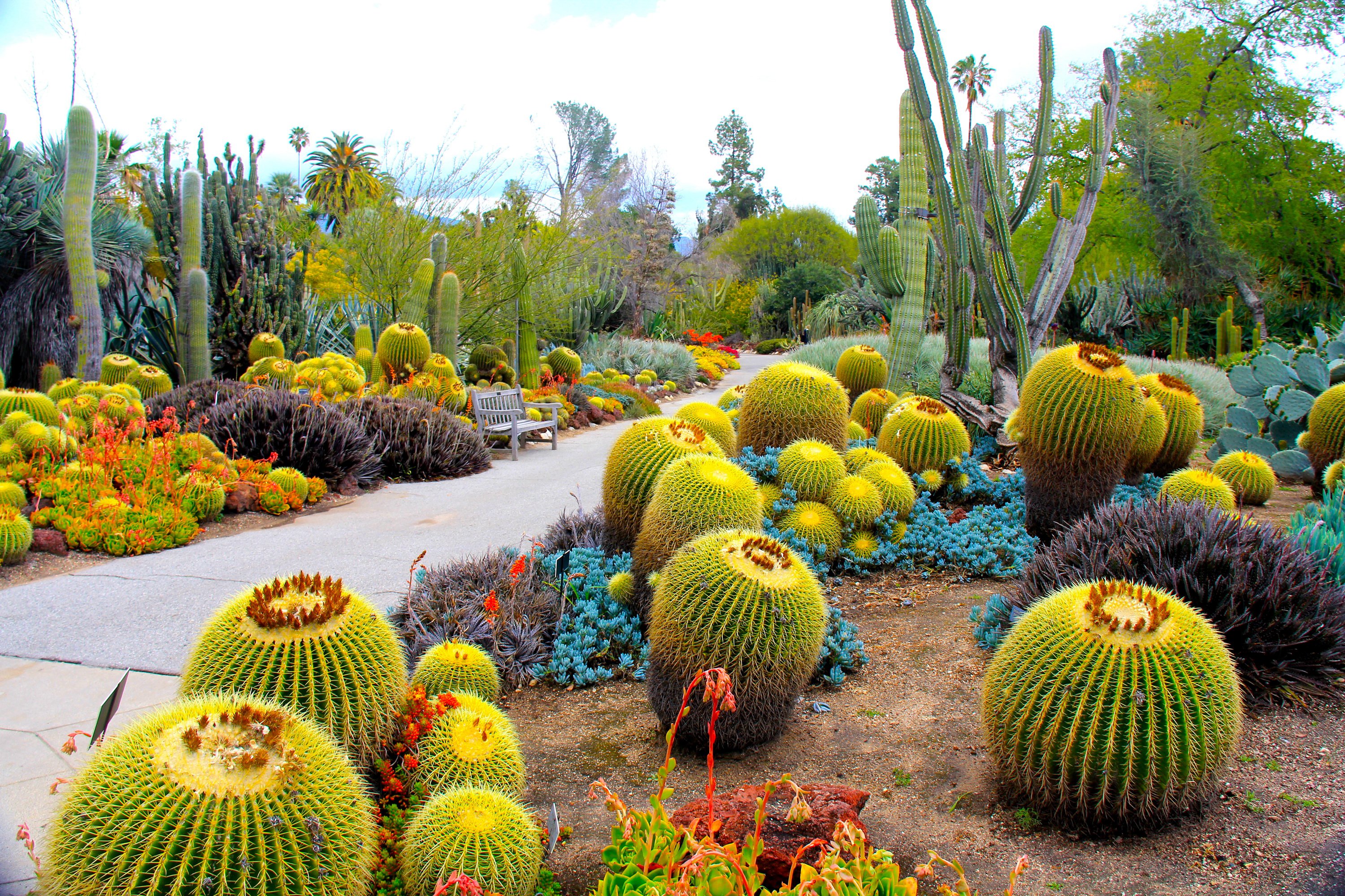 usa, Garden, Cactus, Botanical, Garden, San, Marino, California, Nature Wallpaper