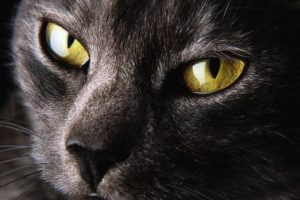 eyes, Cats
