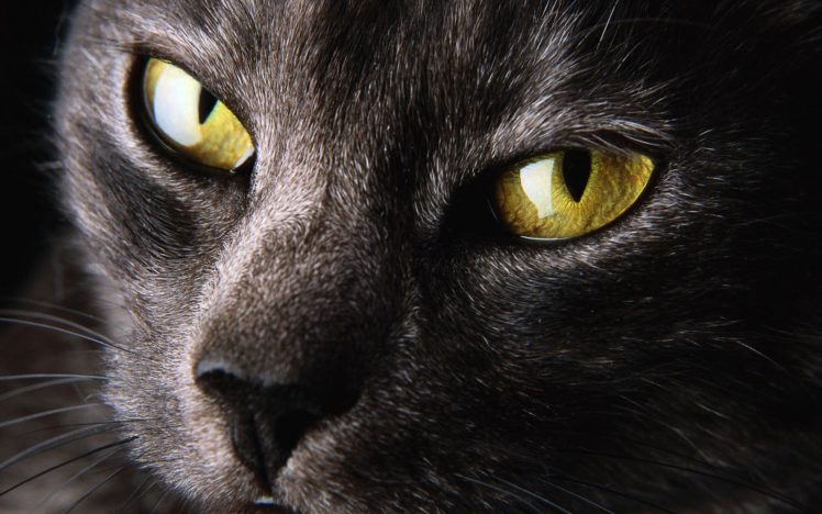 eyes, Cats HD Wallpaper Desktop Background