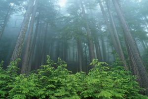 forest, Evergreen, National, Park, Washington