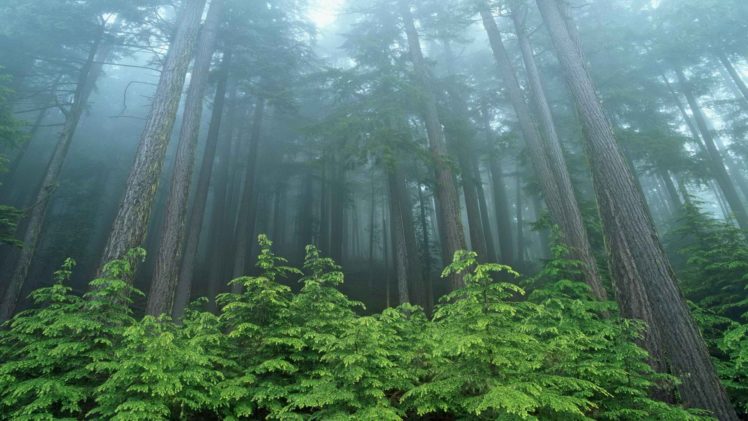 forest, Evergreen, National, Park, Washington HD Wallpaper Desktop Background