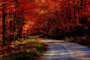 landscapes, Trees, Forest, Roads