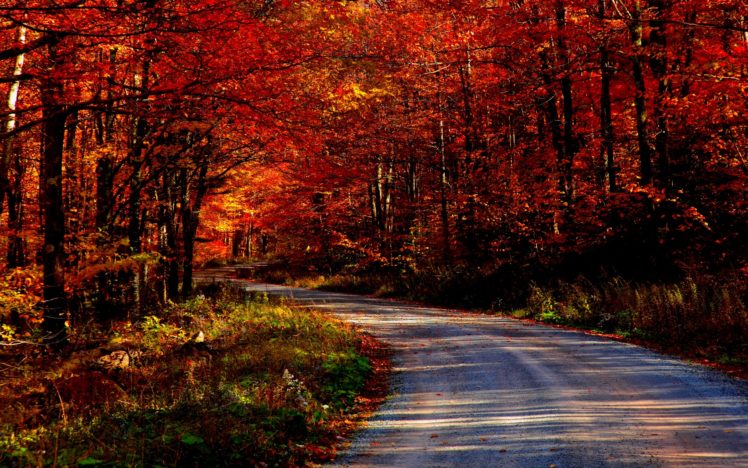 landscapes, Trees, Forest, Roads HD Wallpaper Desktop Background