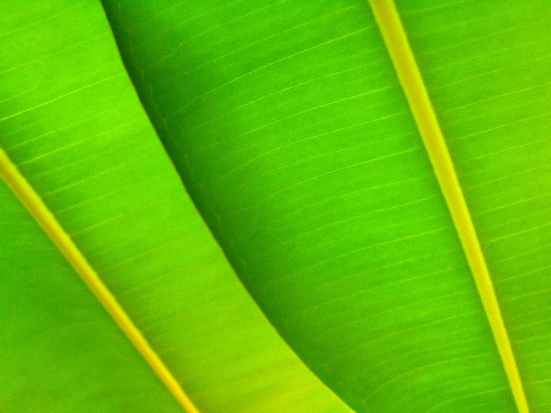 green, Leafs Wallpaper